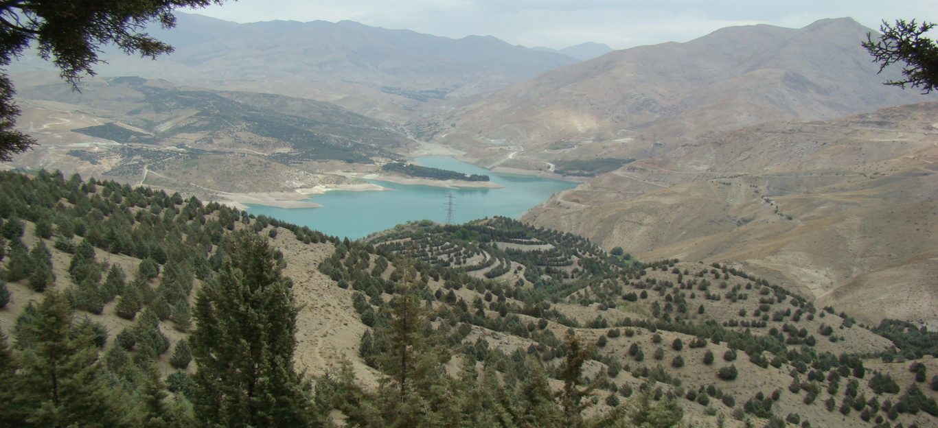 عکس‌های جنگل