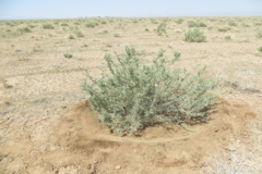 عکس‌های مرتع