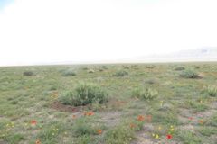 عکس‌های مرتع