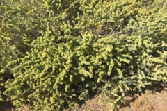 عکس‌های مرتع