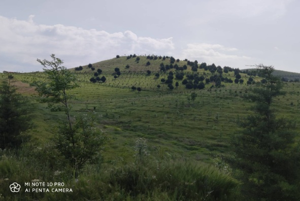 عکس‌های جنگل