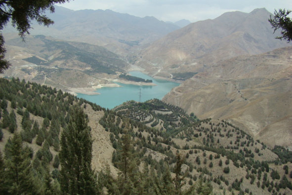 عکس‌های جنگل