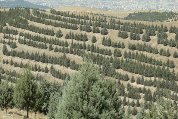 عکس‌های جنگل