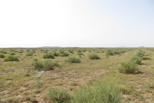 عکس‌های مرتع