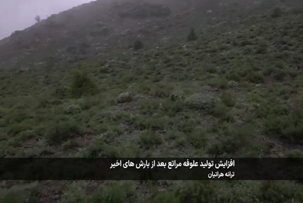 شبکه خبر  ،افزایش تولید علوفه مراتع بعد از بارش‌های اخیر 