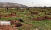 ۱۰ هزار اصله درخت در ورامین غرس می‌شود