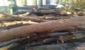 کشف و ضبط 2 تن چوب قاچاق در پیشوا 