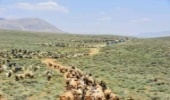  33 هزار واحد دامی مستقر در مراتع سیاهکوه ورامین  از10 خرداد به بعد راهی مراتع ییلاقی می شوند
