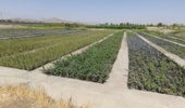فعالیت نهالستانهای استان تهران در راستای طرح مردمی کاشت یک میلیارد درخت
