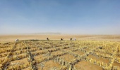 بادشکن های زیستی، بیابان های ایران را «زیستی» می‌کند