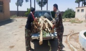 توقیف و انتقال محموله چوب قاچاق در شهرستان ورامین