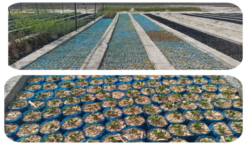 جوانه‌زنی گسترده نهال‌ها در نهالستان ملارد؛ پیشرفت منظم تعهدات تهران در طرح «کاشت یک میلیارد درخت»