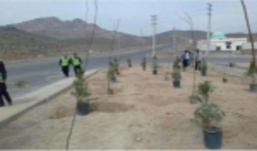 نگهداری از درخت از کاشت آن مهم تر است و این مهم نباید به یک هفته معطوف شود