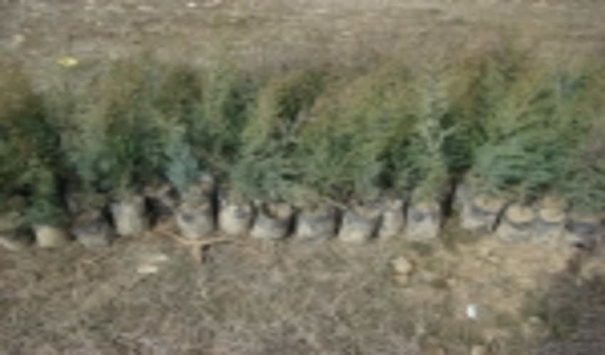 برگزاری هفته منابع طبیعی با شعار « نهالکاری همگانی برای ایران سرسبز»