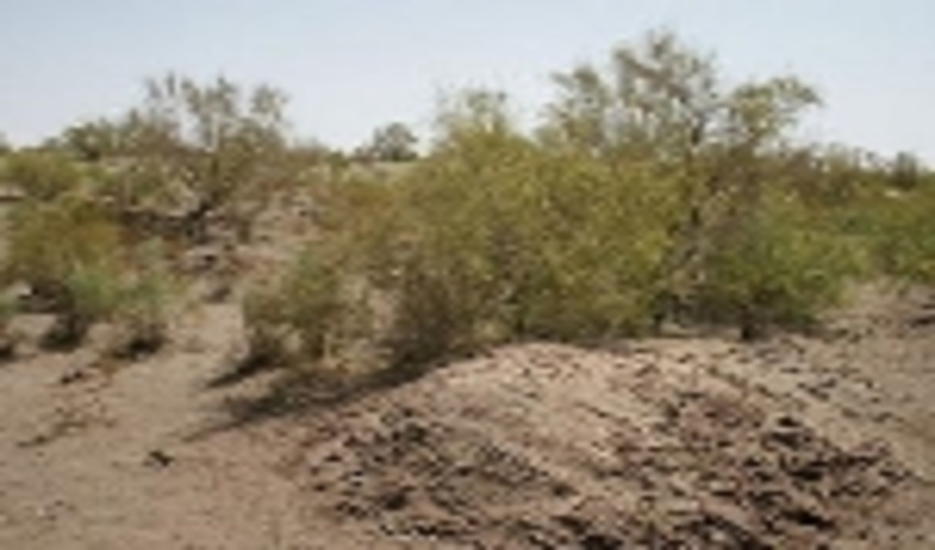 10هزار هکتار از اراضی بیابانی جنوب پایتخت زیر پوشش عملیات بیابان زدائی قرار می گیرد