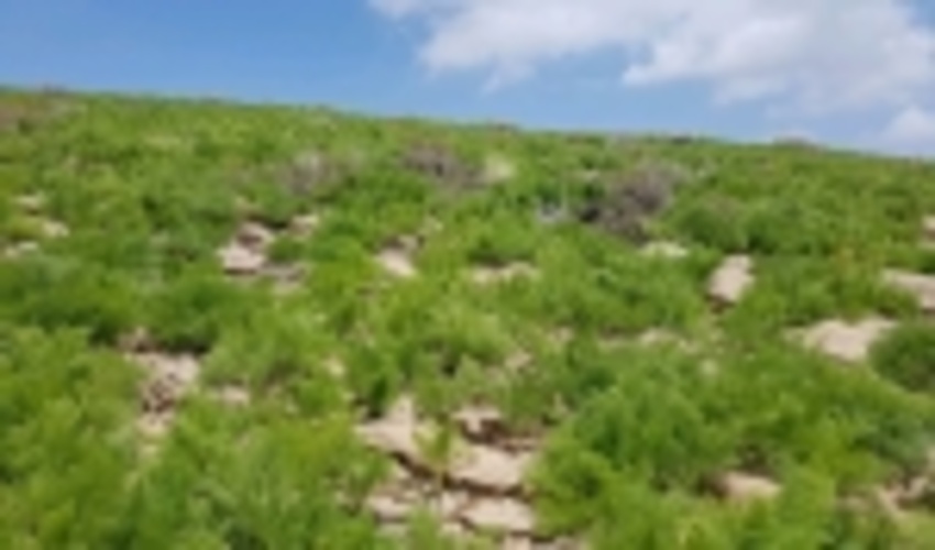 فصل چرای پائیزه در مراتع قشلاقی ورامین از اول آبان آغاز می شود