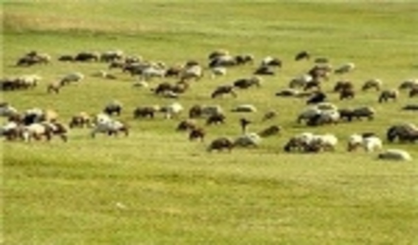 اخراج 20 هزار رأس دام غیر مجاز از مراتع ییلاقی لار