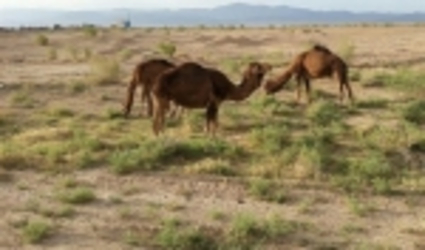 6 هزار هکتار از مراتع شهرستان ورامین زیر پوشش طرح شترداری قرار می گیرد