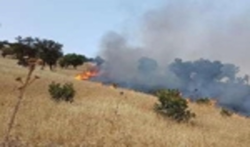 234هکتار از مراتع و اراضی جنگل کاری شده طعمه حریق شد