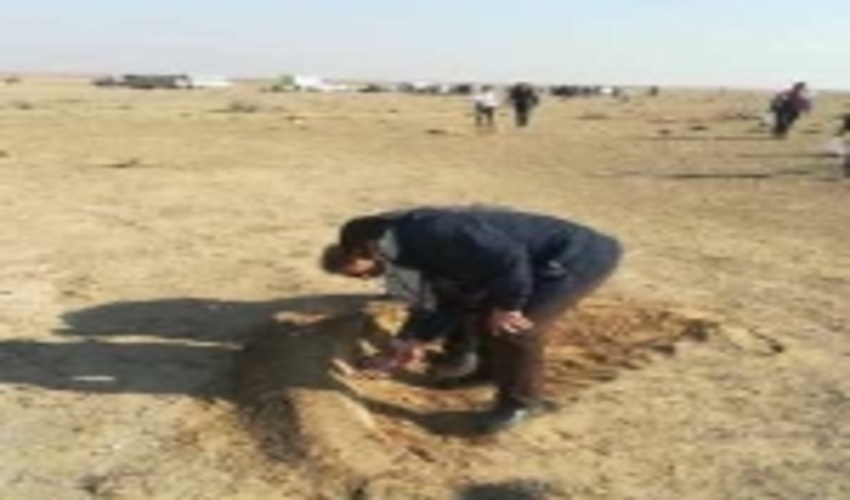 احیای مراتع جنوب ورامین با عملیات بذرکاری در سطح 850هکتار 