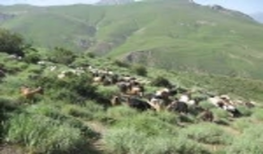 از ورود دام های غیرمجاز به دشت لار جلوگیری می شود