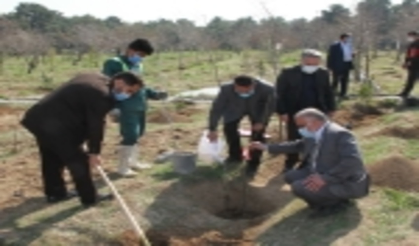 کاشت درخت مهم است اما نگهداری و مراقبت از آن مهمتر!