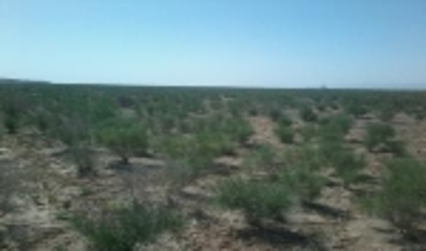 مبارزه با ملخ کوهان دار در تاغزارهای دشت ورامین آغاز شد