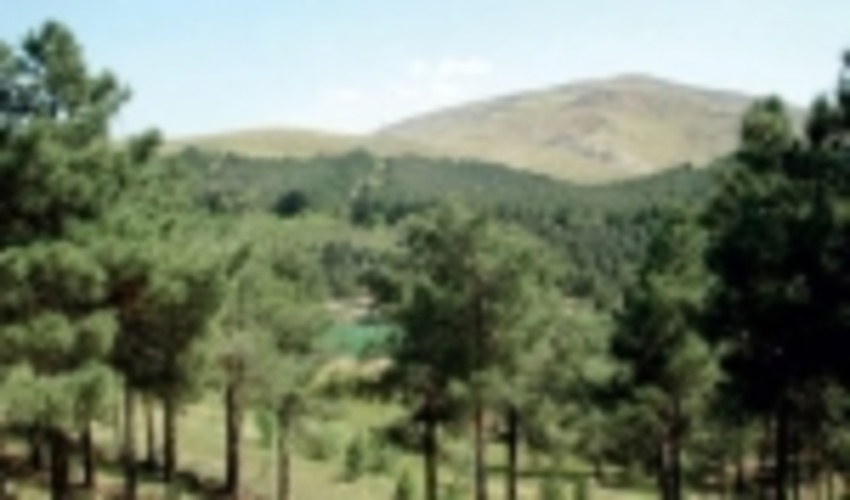 آمادگی شهرداری و منابع طبیعی برای مقابله با آتش سوزی های احتمالی در جنگل های شرق تهران 