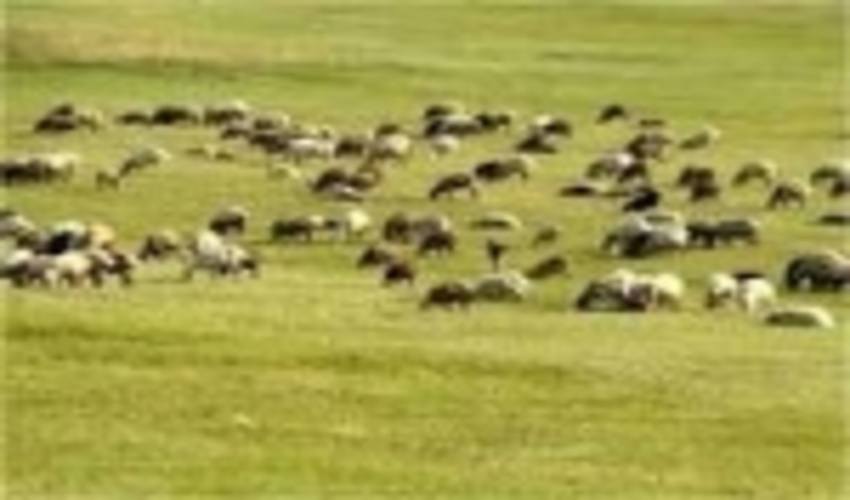 اخراج 20 هزار واحد دامی غیر مجاز از مراتع شهرستان ری