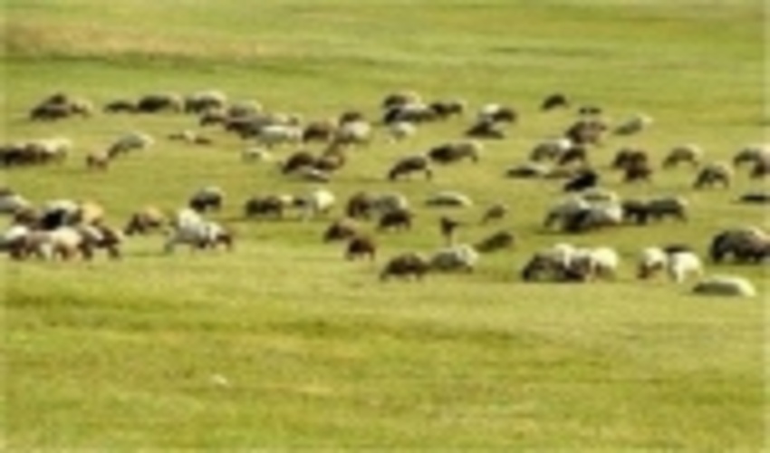 تشکیل 40 فقره پرونده تخلف چرای غیرمجاز دام / اخراج 10هزار واحد دامی