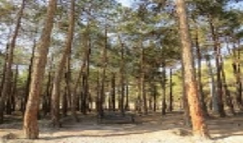 تنش‌های آبی علت خشک شدن درختان پارک چیتگر