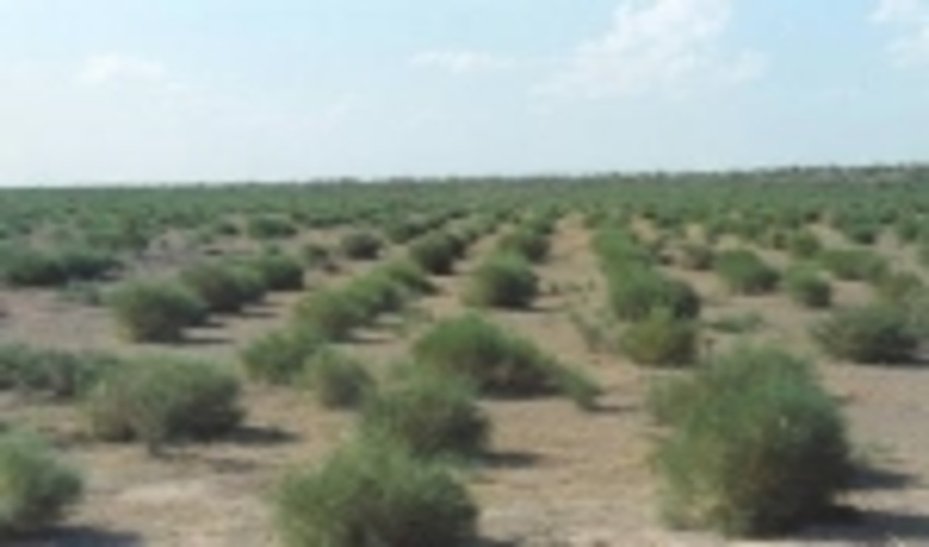 اقدامات بیولوژیکی آبخیزداری در 270هکتار از حوزه های آبخیز ملارد