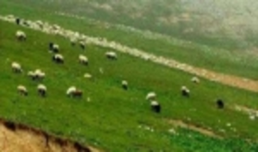 اجرای پروژه مدیریت چرا و کنترل دام در 25 هزار هکتار از مراتع شهرستان پاکدشت