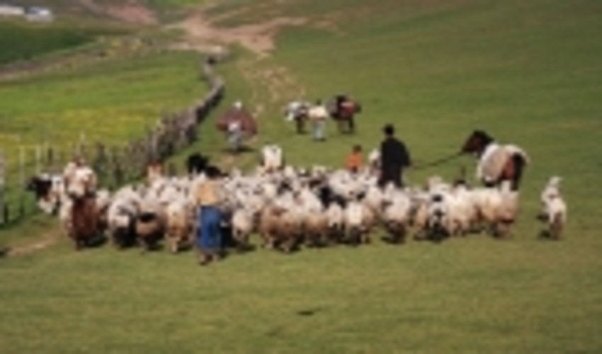 عشایر وارد مراتع جنوبی ورامین شدند