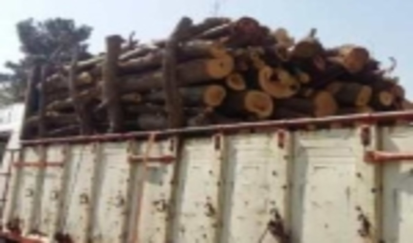 5 تن چوب قاچاق در ورامين كشف شد