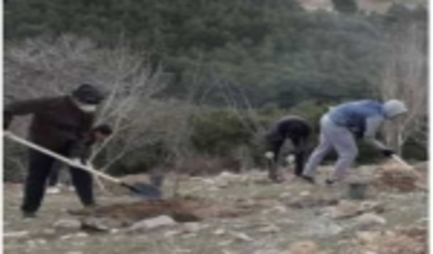 مشاركت بسيجيان در كاشت 41 هزار اصله نهال