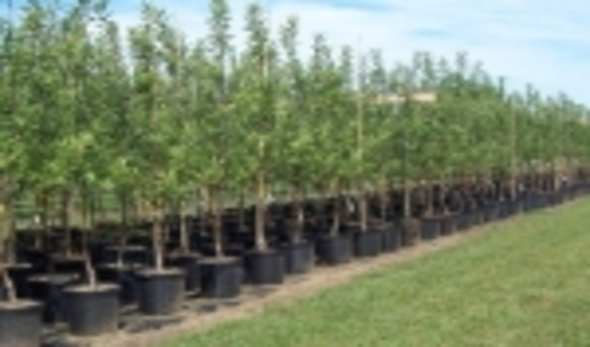 توزیع و کاشت 20هزار اصله نهال در ورامین و قرچک