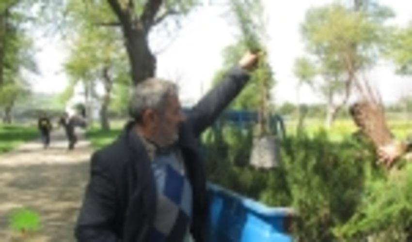 ۱۰ هزار اصله نهال در دماوند توزیع می‌شود
