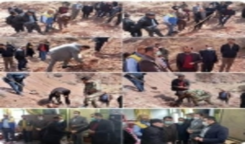 کشت باریجه در 150 هکتار از مراتع روستای مشهد دماوند 