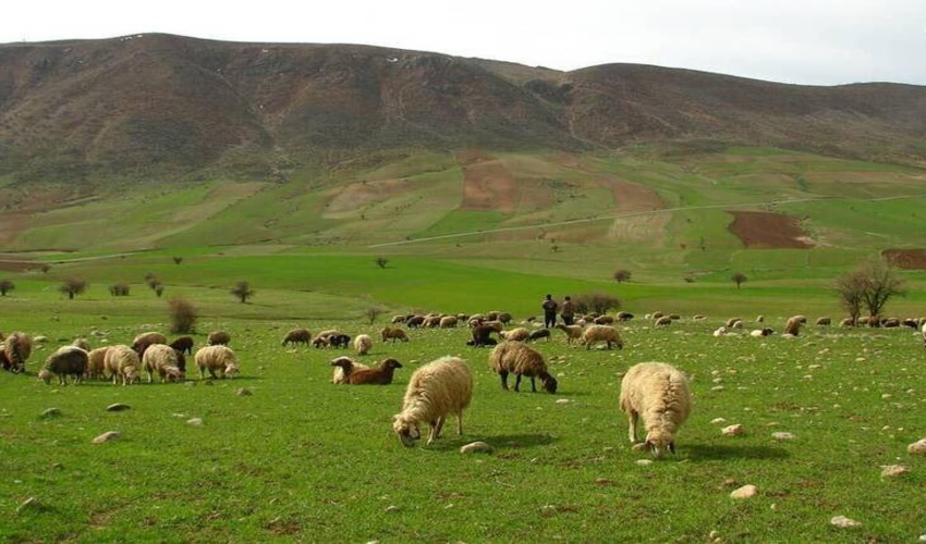 جلوگیری از چرای غیرمجاز دام در مراتع