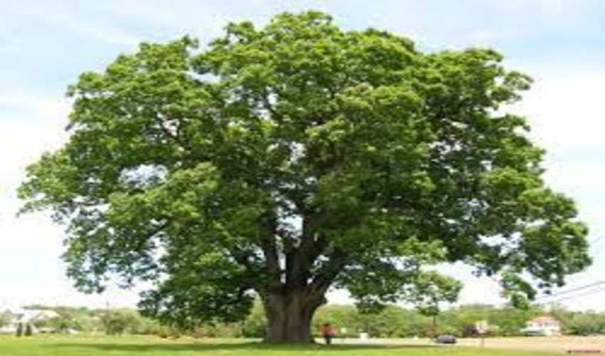  یک روز ویژه به نام بلوط