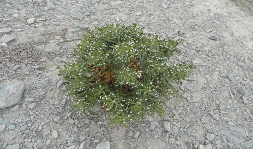  رفع تصرف 9000 متر از اراضی ملی  در شهرستان شمیرانات 