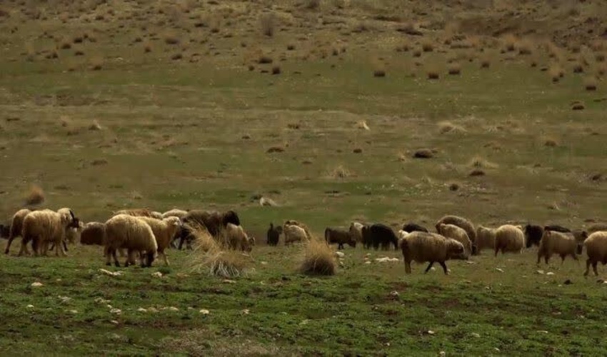 تردد عشایر کوچ رو از مراتع شهرستان پردیس 