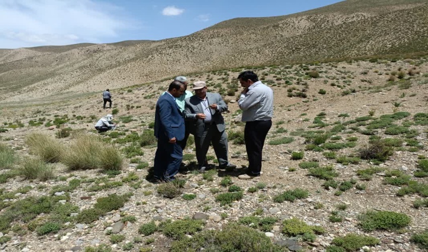 برداشت اصولی گیاهان دارویی در مراتع استان تهران