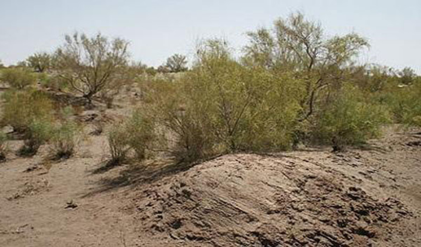 اجرای 140 هکتار طرح بیابان زدایی در شهرستان پیشوا