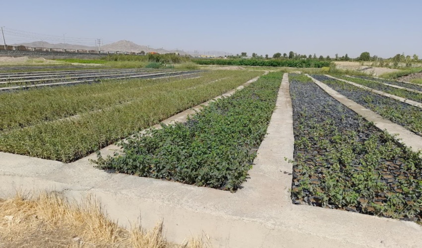 فعالیت نهالستانهای استان تهران در راستای طرح مردمی کاشت یک میلیارد درخت