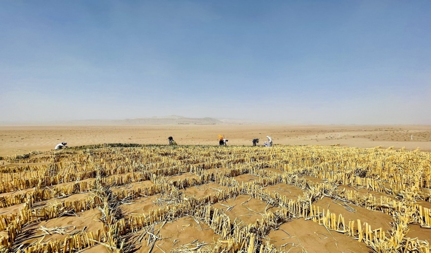 بادشکن های زیستی، بیابان های ایران را «زیستی» می‌کند