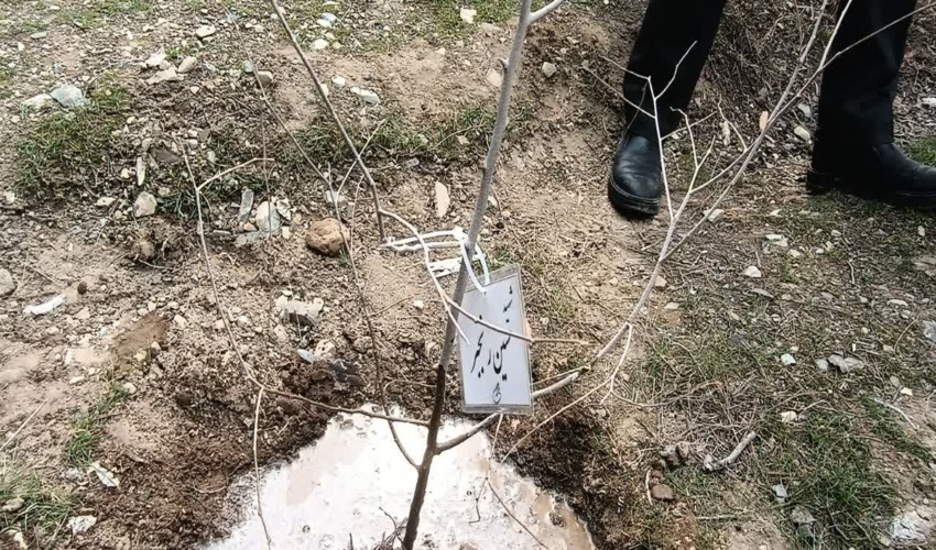 غرس 250 اصله نهال به روایت تصویر