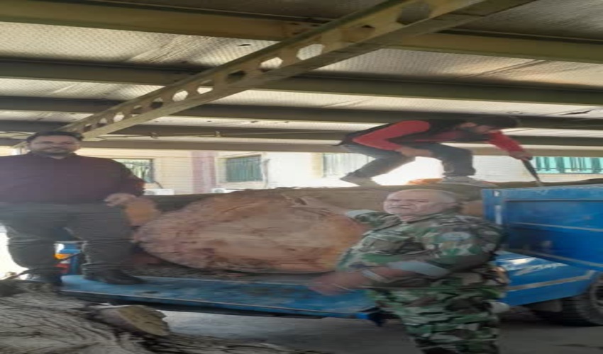 کشف و ضبط 1500 کیلو گرم چوب قاچاق در شهرستان بهارستان