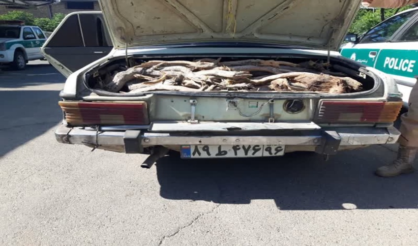 کشف و ضبط 320  کیلو کرم  چوب قاچاق در ورامین